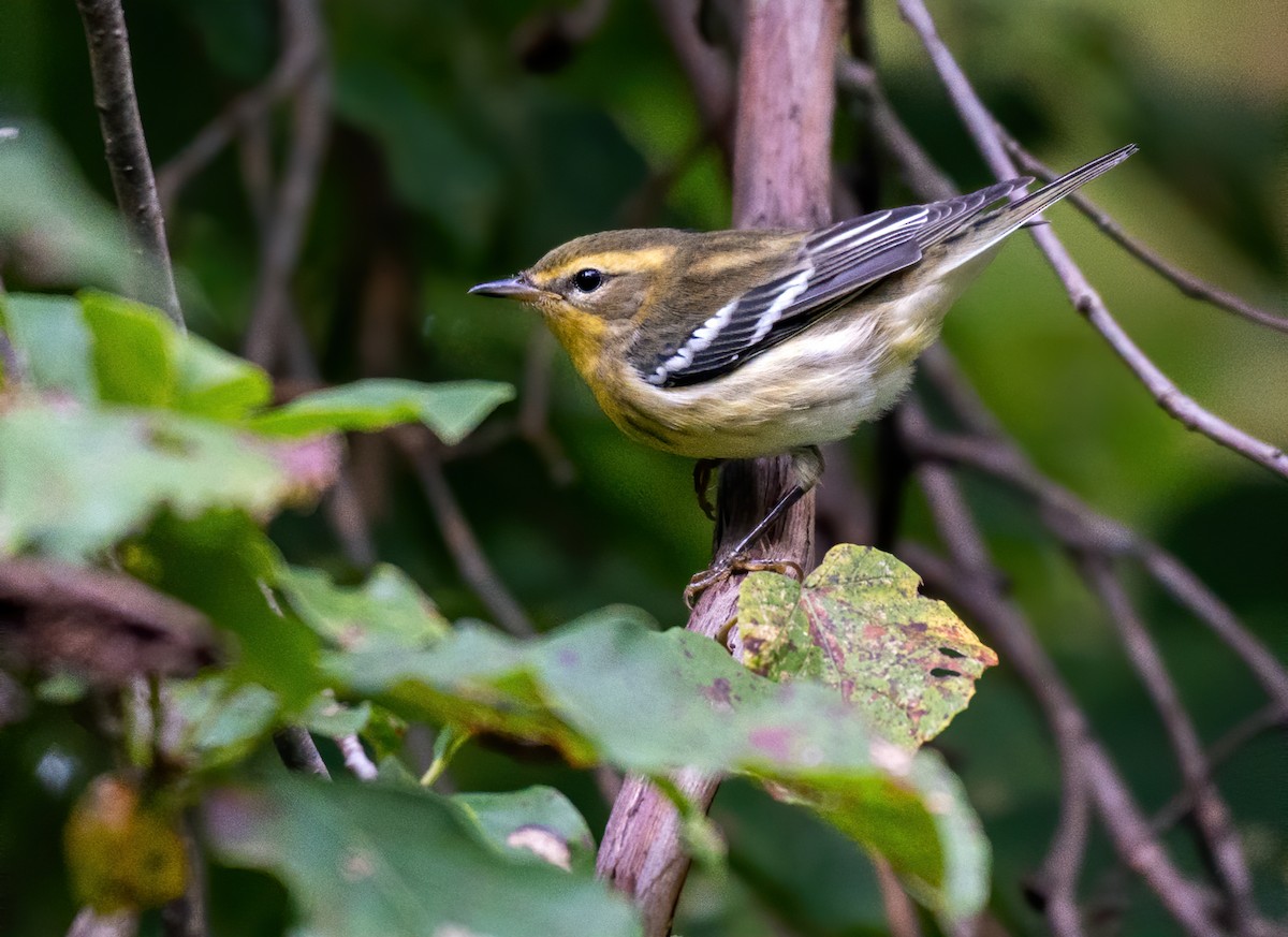 Blackburnian Warbler - ML488314191