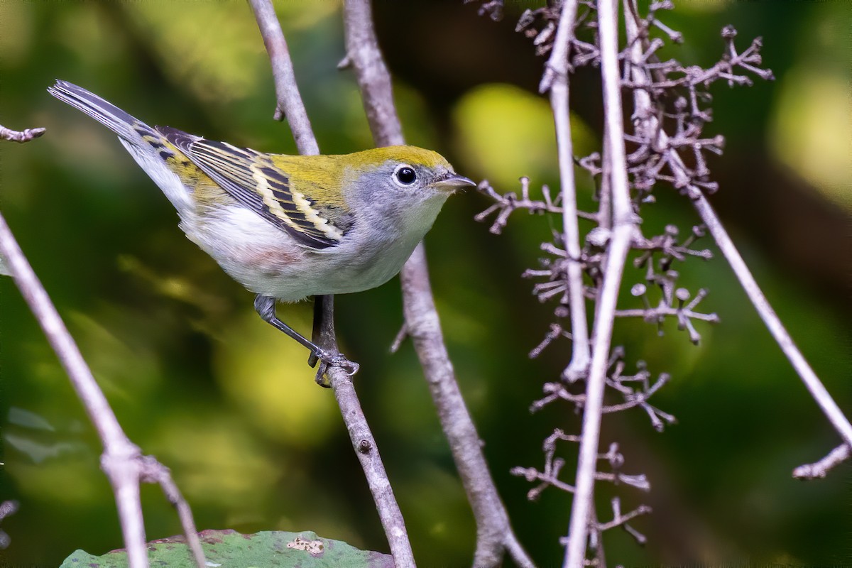 Chestnut-sided Warbler - Matthew Addicks