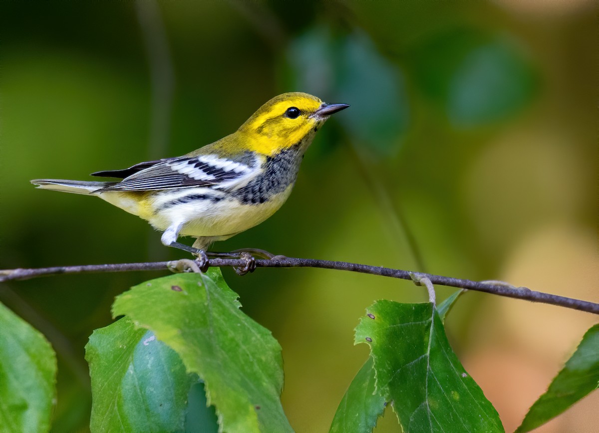 Black-throated Green Warbler - ML488314231