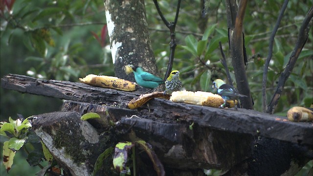 Golden-hooded Tanager - ML488315