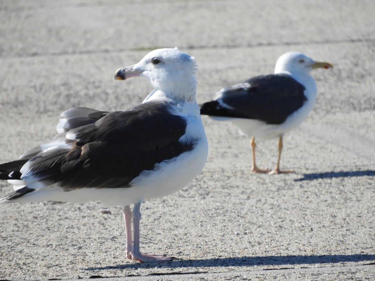 Great Black-backed Gull - ML488316651