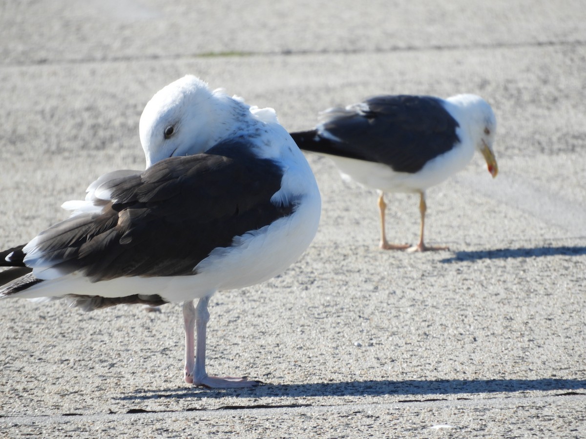 Great Black-backed Gull - ML488316671