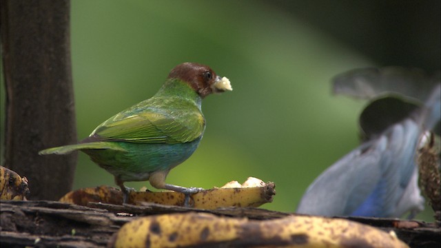 Bay-headed Tanager - ML488317