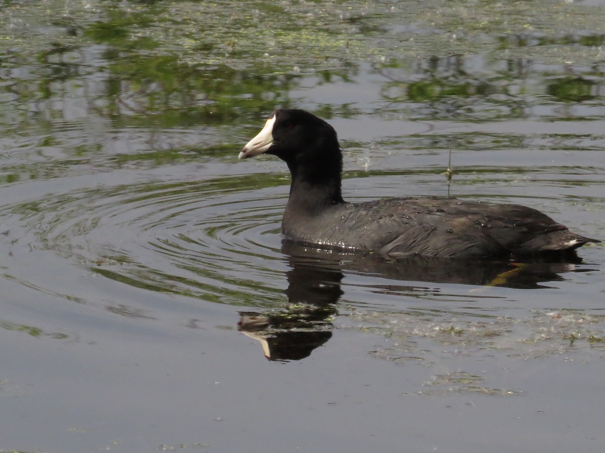 American Coot - Jeff Baughman