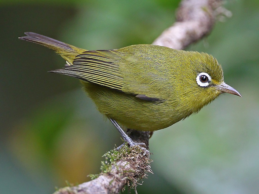 Meratus Gözlükçüsü - eBird