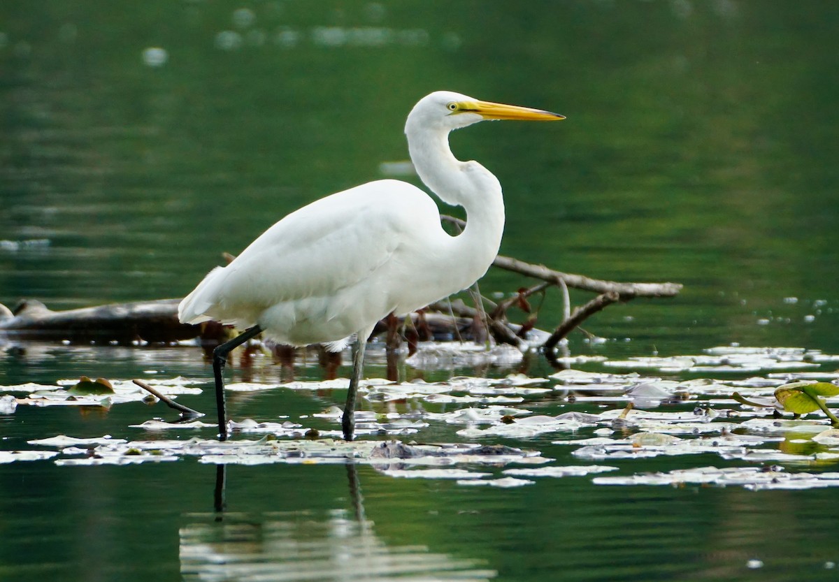 Great Egret - ML488318991