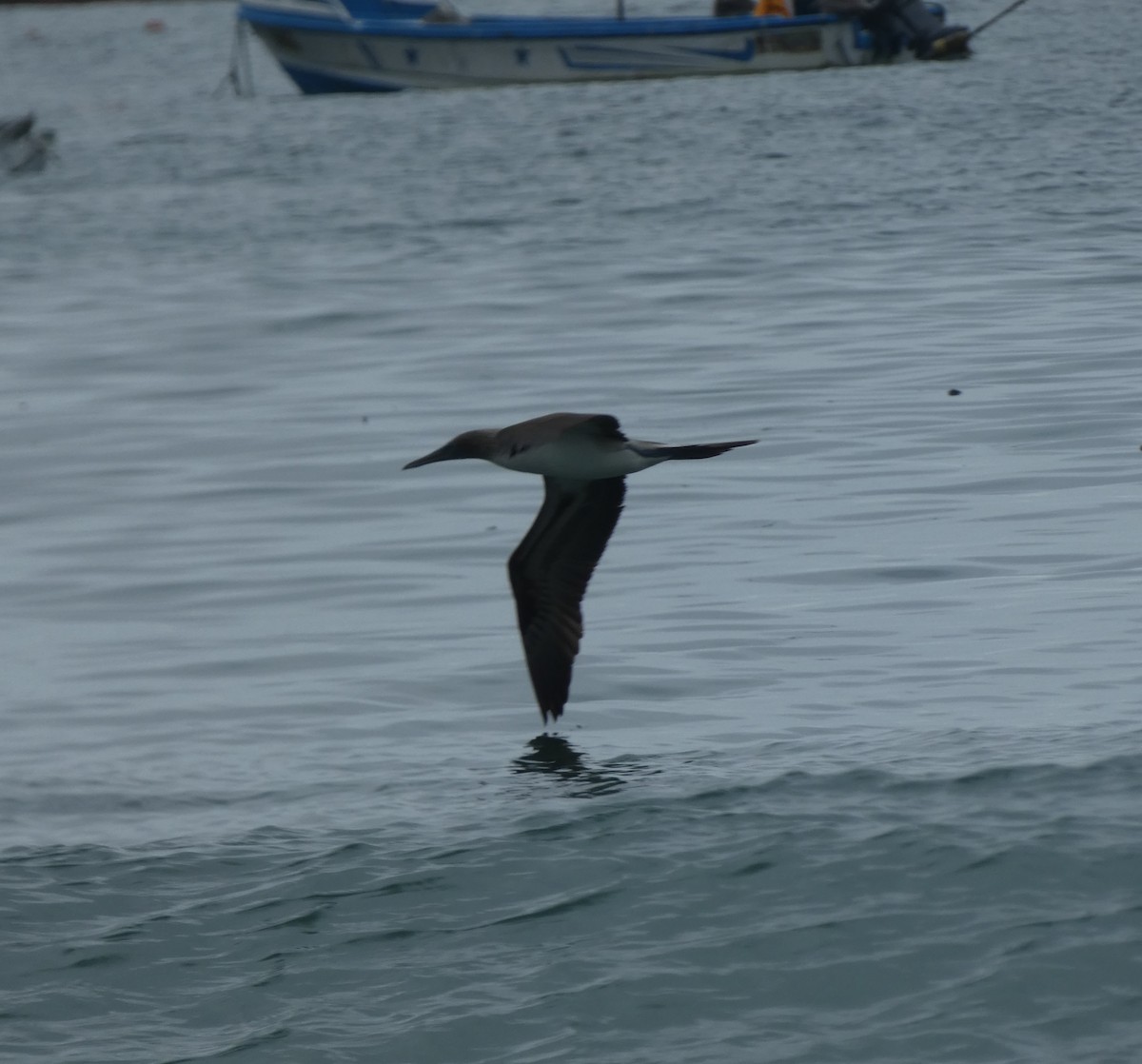 Blue-footed Booby - Jefte Hulsmans