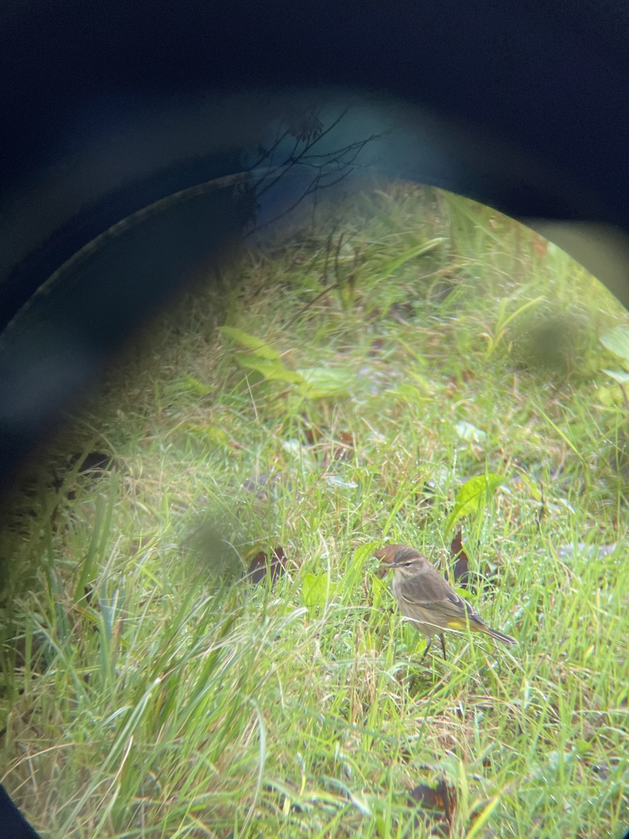 Palm Warbler - Garrett Layne