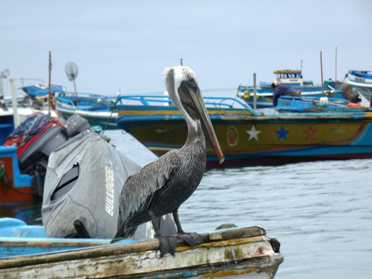 Brown Pelican - ML488319961