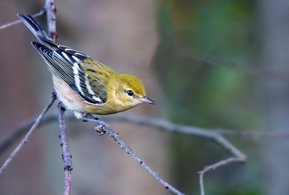 Bay-breasted Warbler - Matthew Addicks