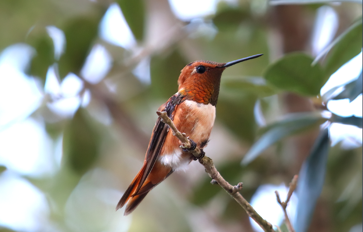 Rufous Hummingbird - ML488325301