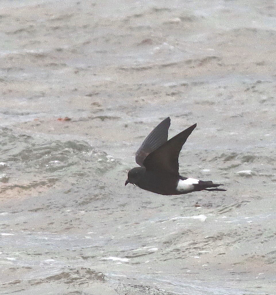 Wilson's Storm-Petrel - ML488325581