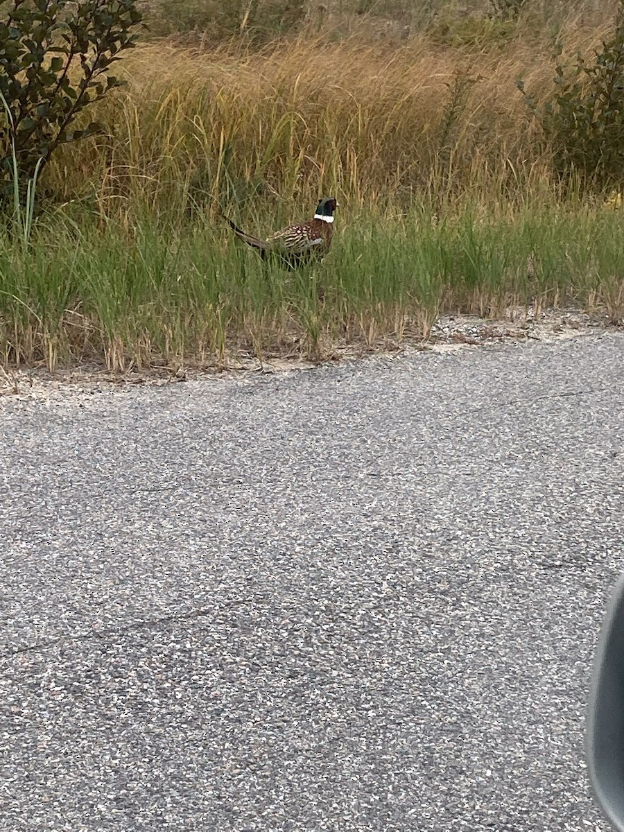 Ring-necked Pheasant - ML488326561