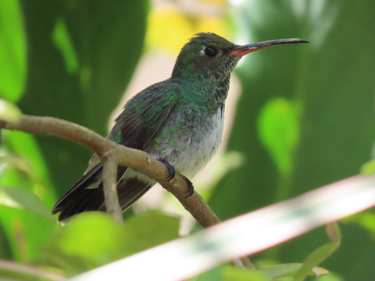 kolibřík zrcadlový - ML488327161