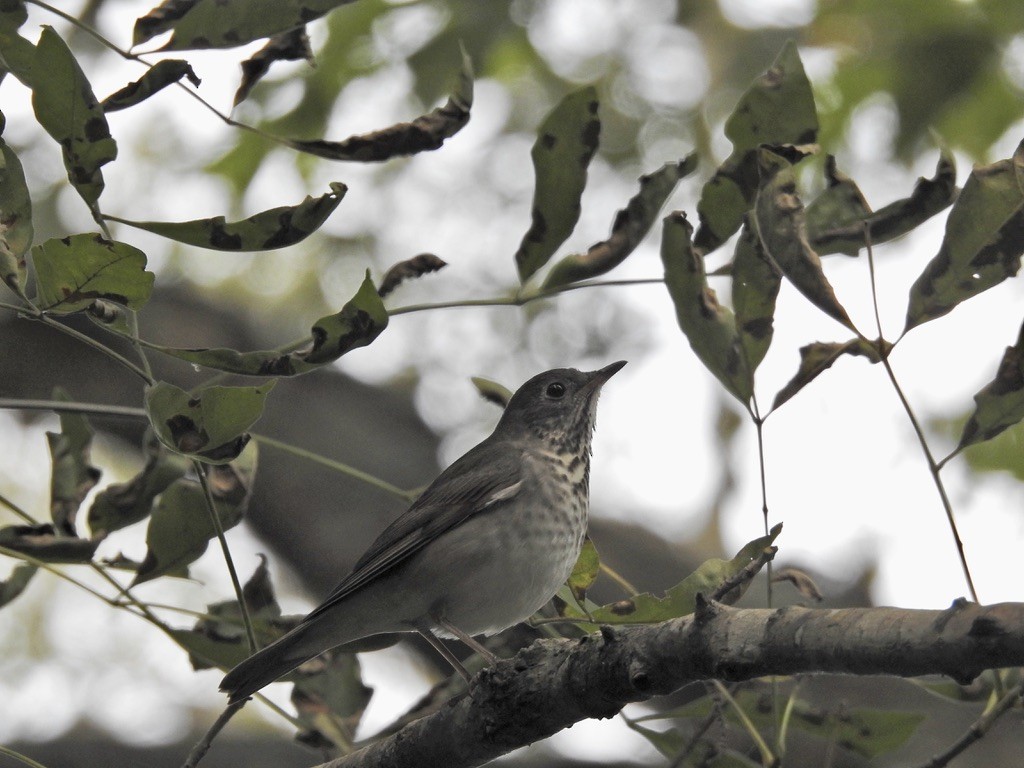 Grauwangen-Musendrossel - ML488327301