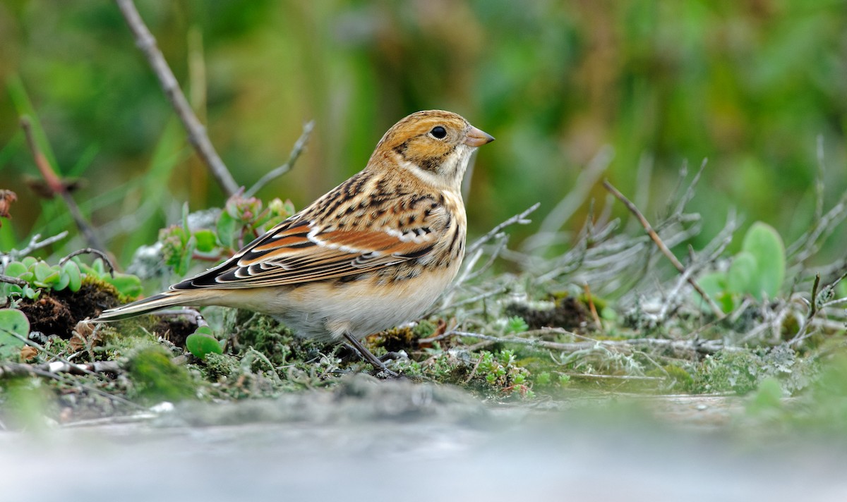 Lapland Longspur - ML488329351