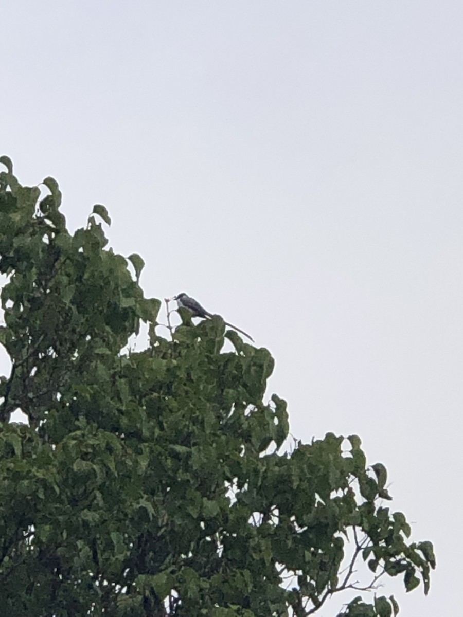 Fork-tailed Flycatcher - ML488329371