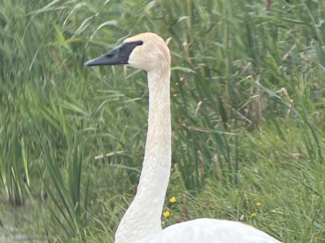 Trumpeter Swan - ML488329871
