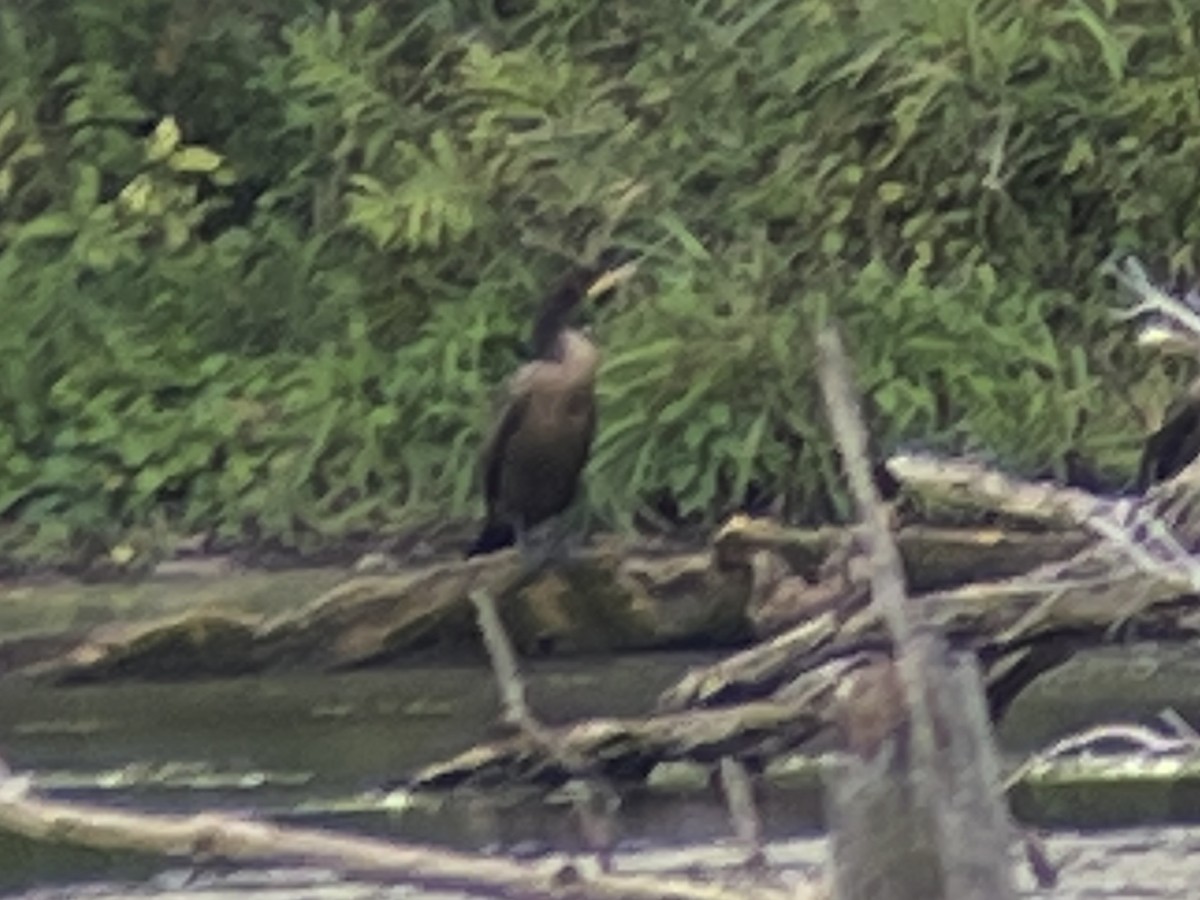 Double-crested Cormorant - ML488329991