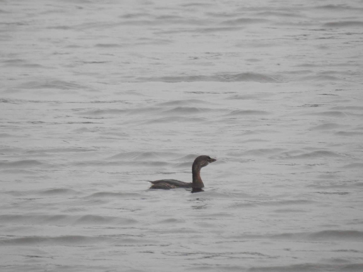 Pied-billed Grebe - ML488330051