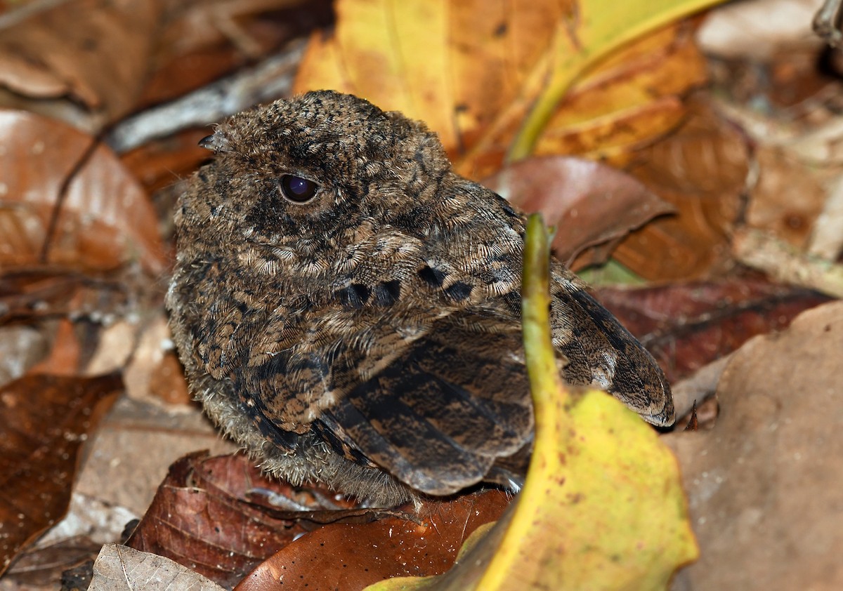 Ocellated Poorwill - ML488330391