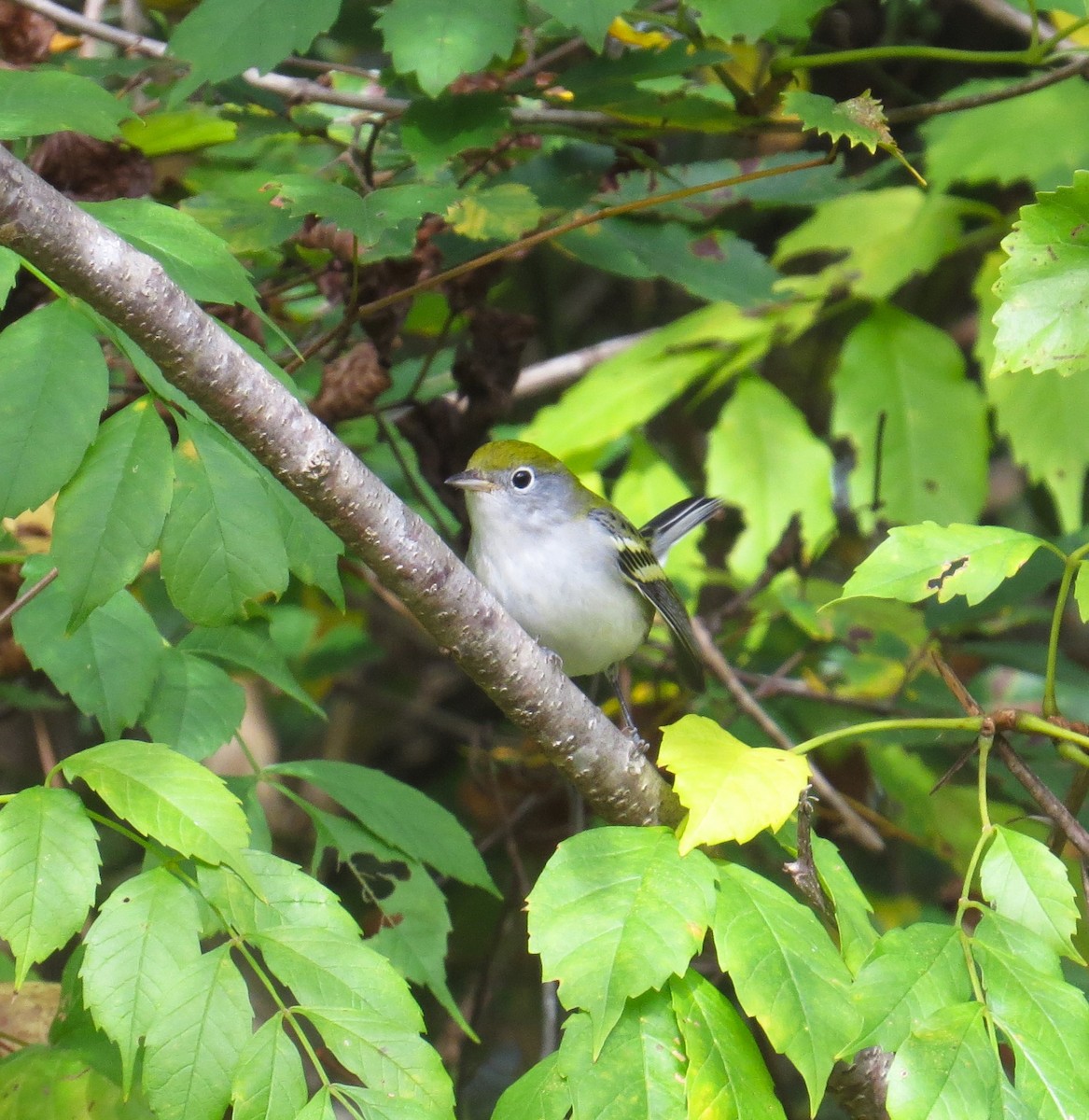 Chestnut-sided Warbler - ML488331051