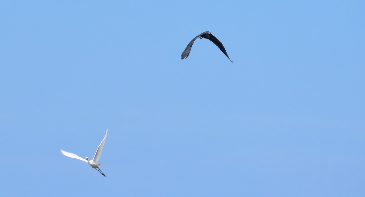 Little Blue Heron - Manuel Pérez R.