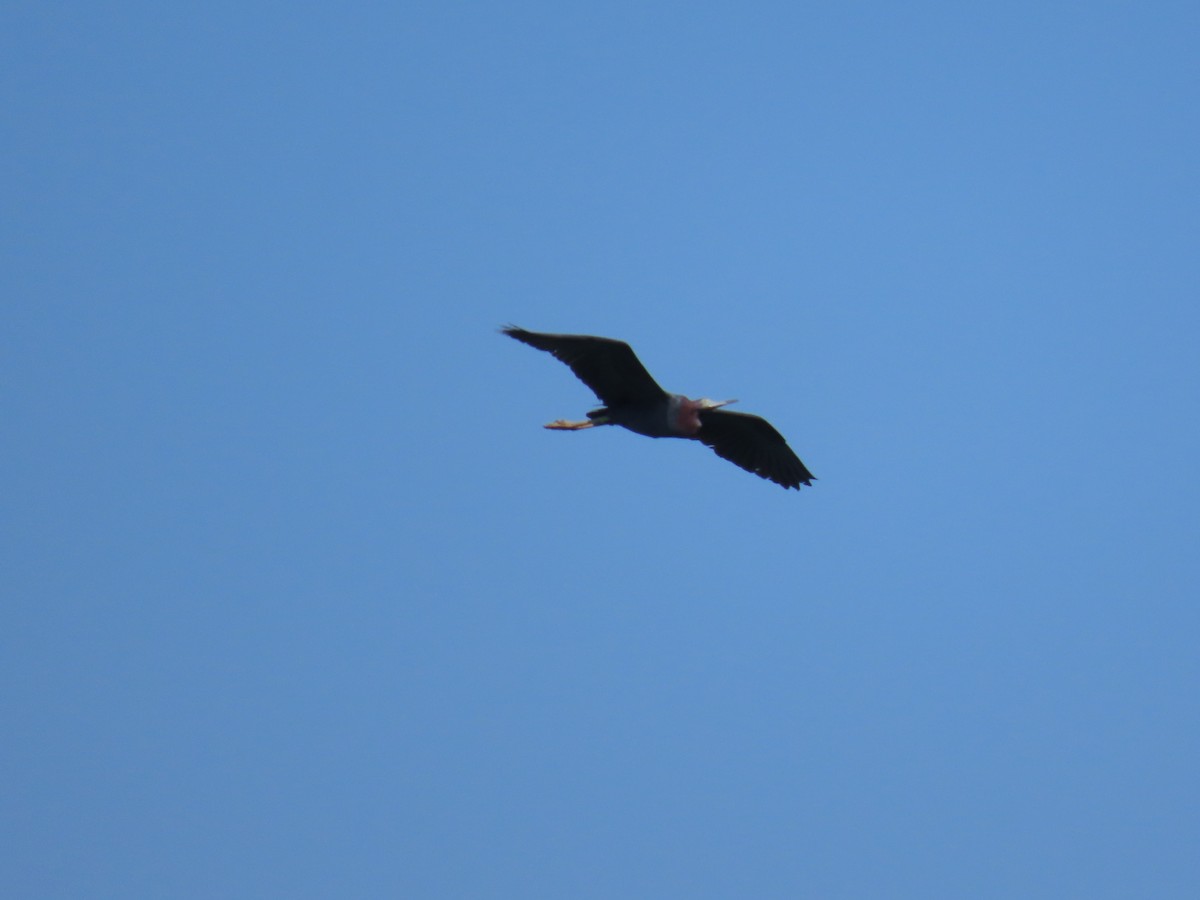 Little Blue Heron - Manuel Pérez R.