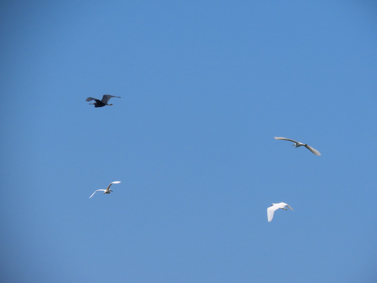 Little Blue Heron - ML488331521