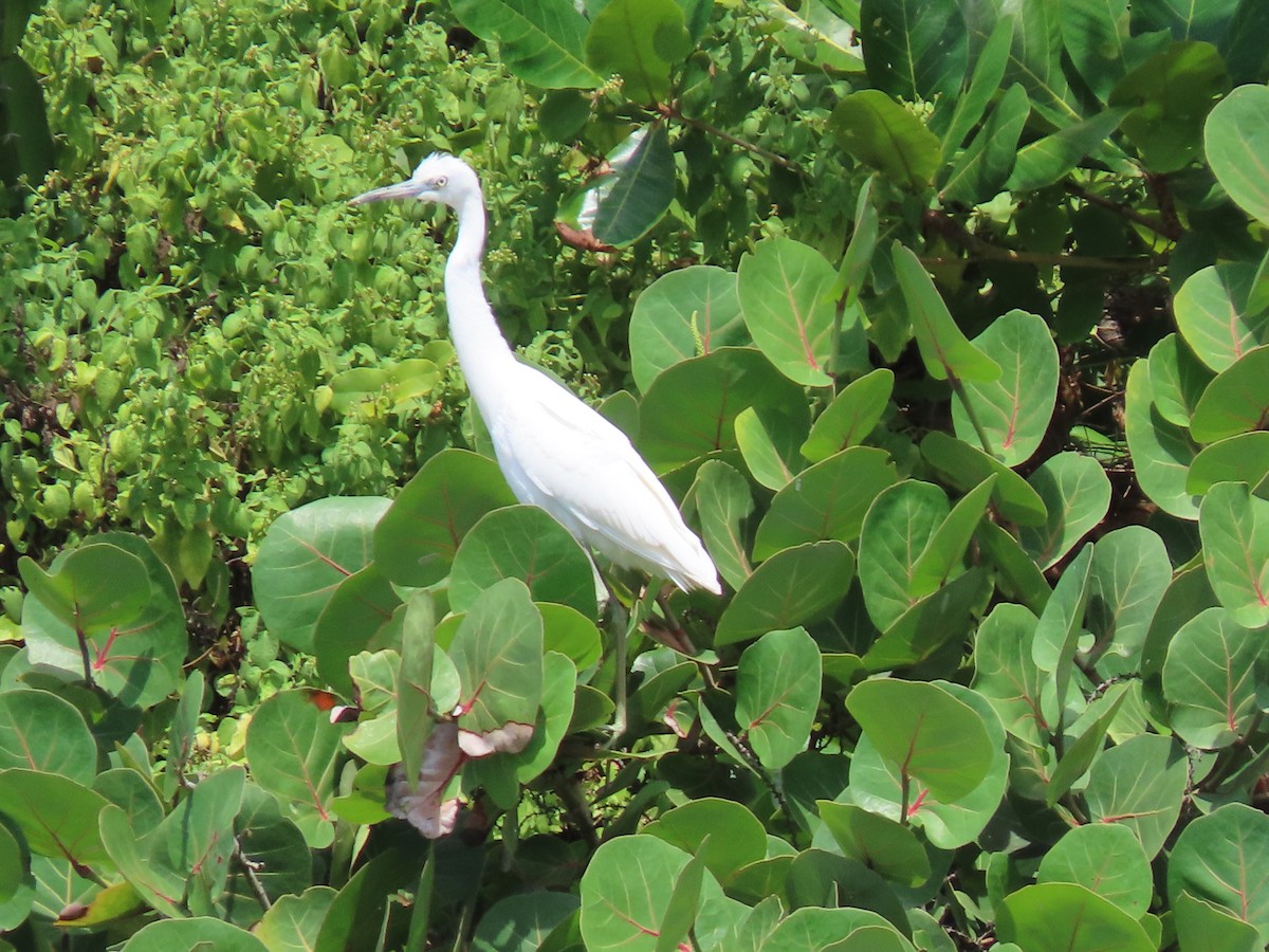 Little Blue Heron - Manuel Pérez R.