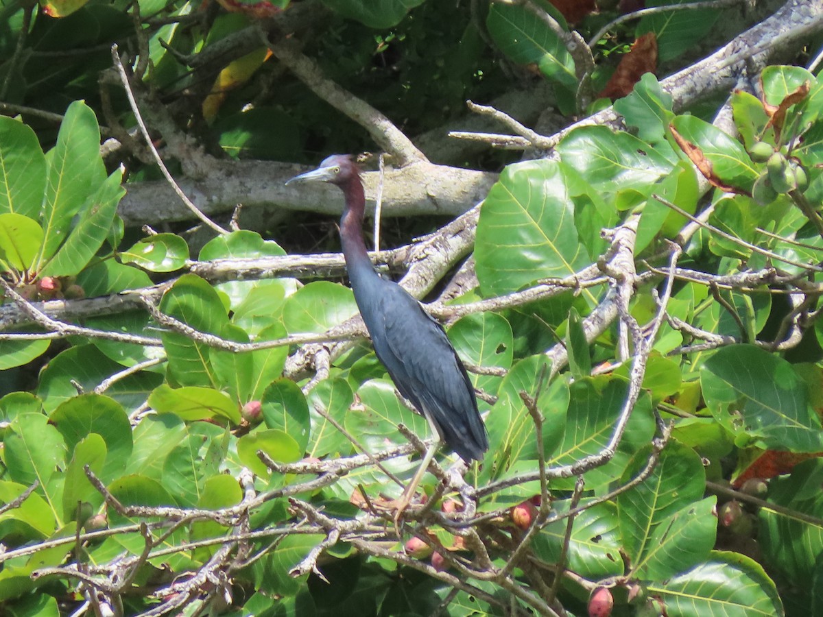 Little Blue Heron - Manuel Pérez R.