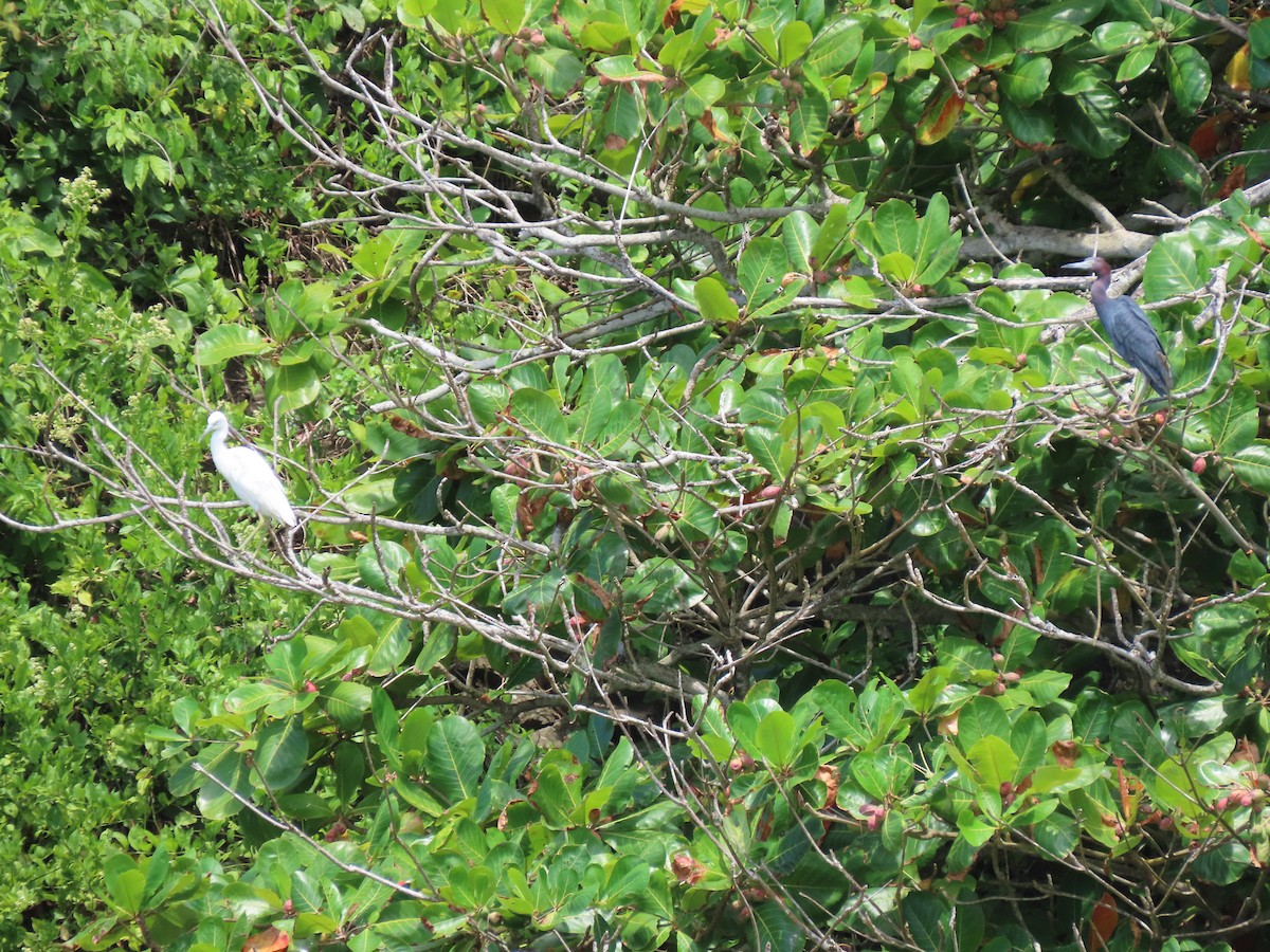 Little Blue Heron - ML488331551