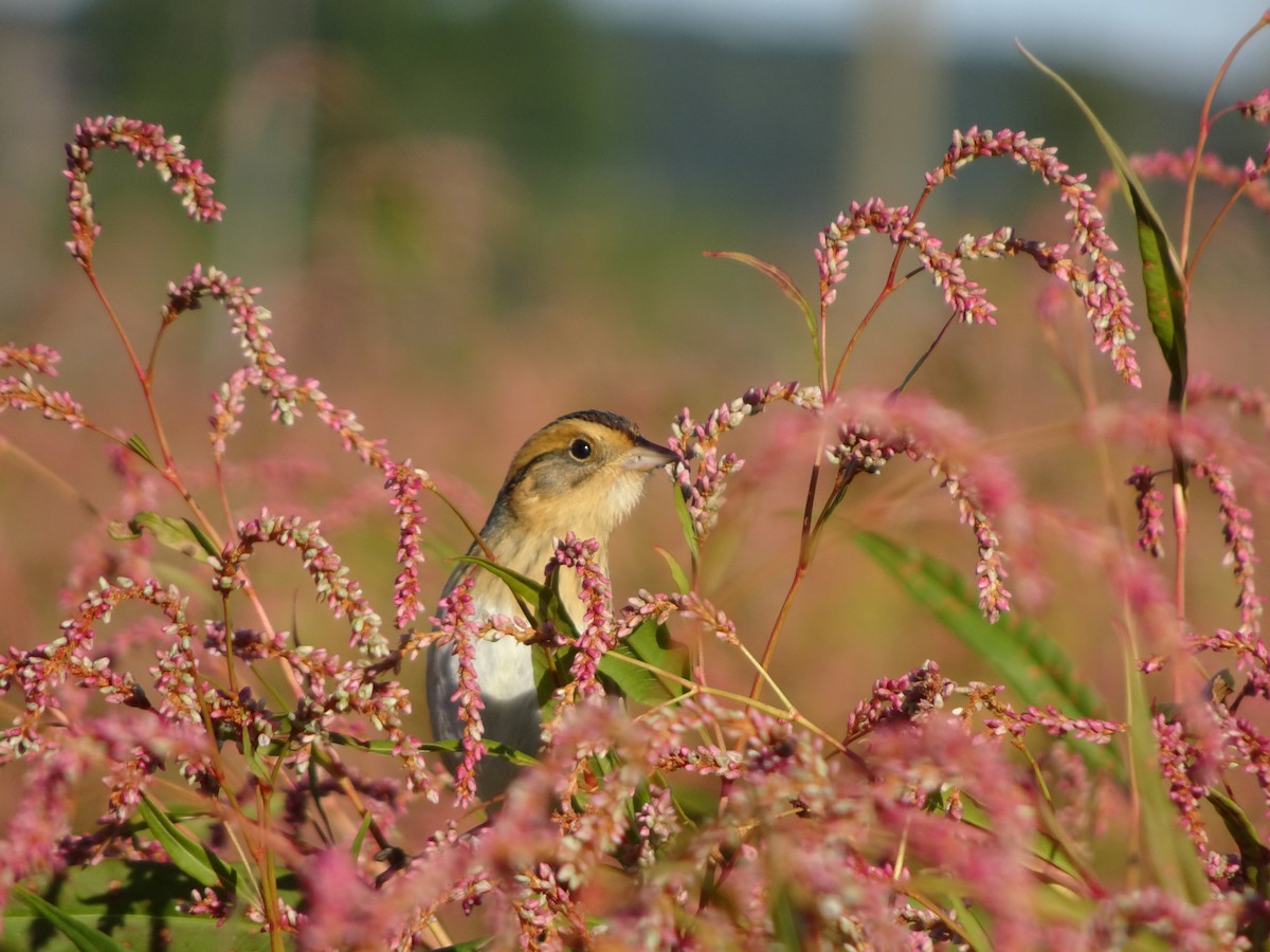 Nelson's Sparrow - ML488331681