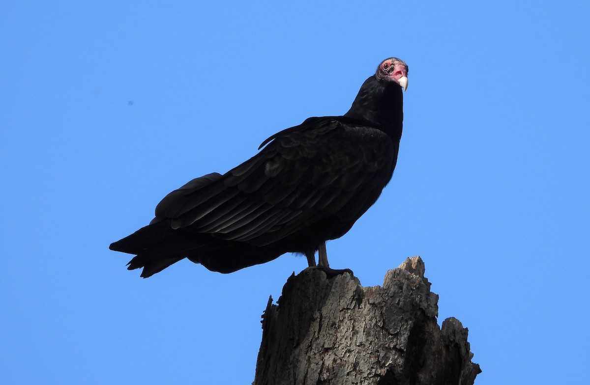 Turkey Vulture - ML488331841