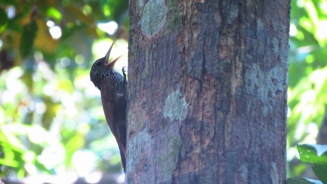 Striped Woodcreeper - ML488332