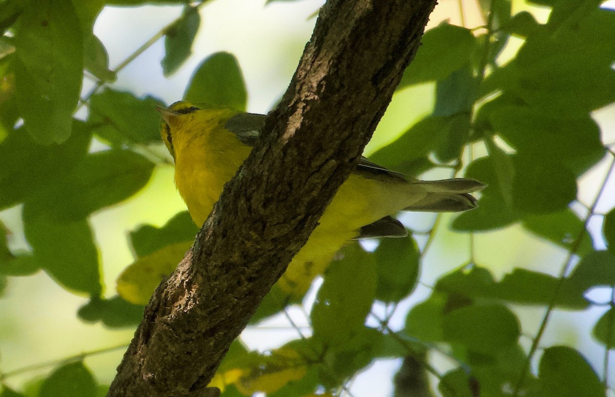 Blue-winged Warbler - ML488332661