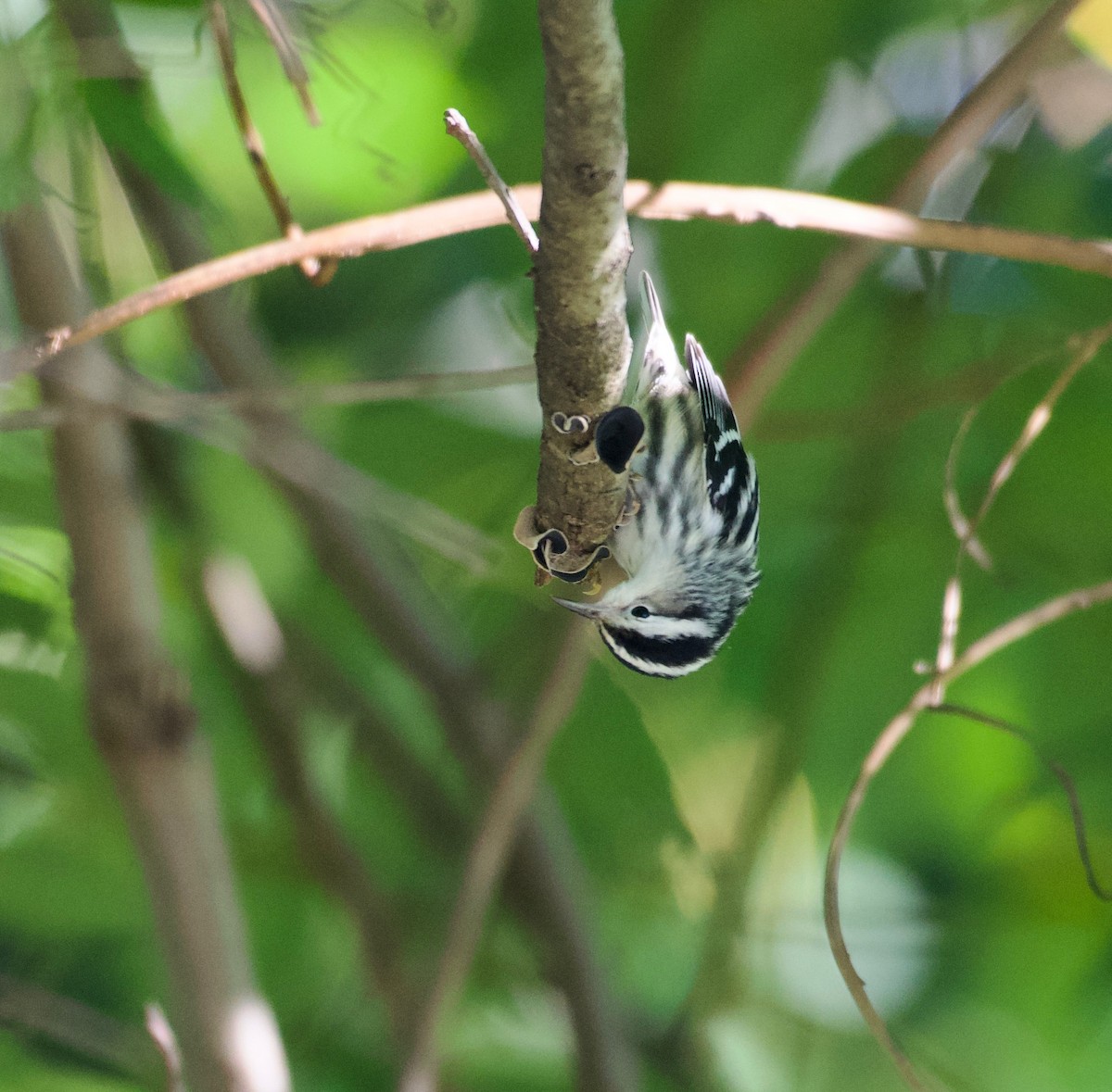 Black-and-white Warbler - ML488332861