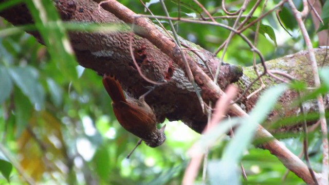 Striped Woodcreeper - ML488333