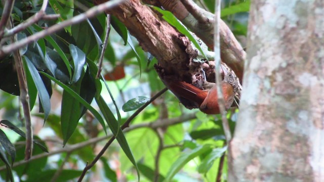 Striped Woodcreeper - ML488334