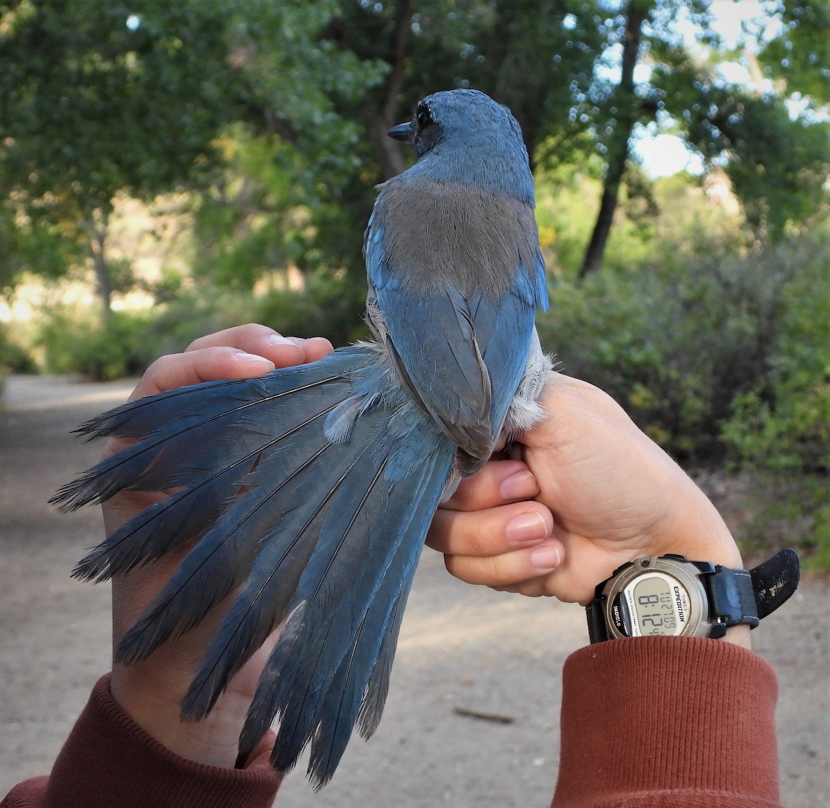 Woodhouse's Scrub-Jay - ML488334391