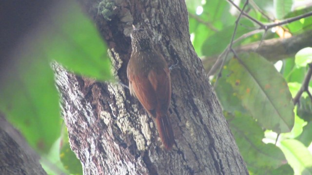 Striped Woodcreeper - ML488335