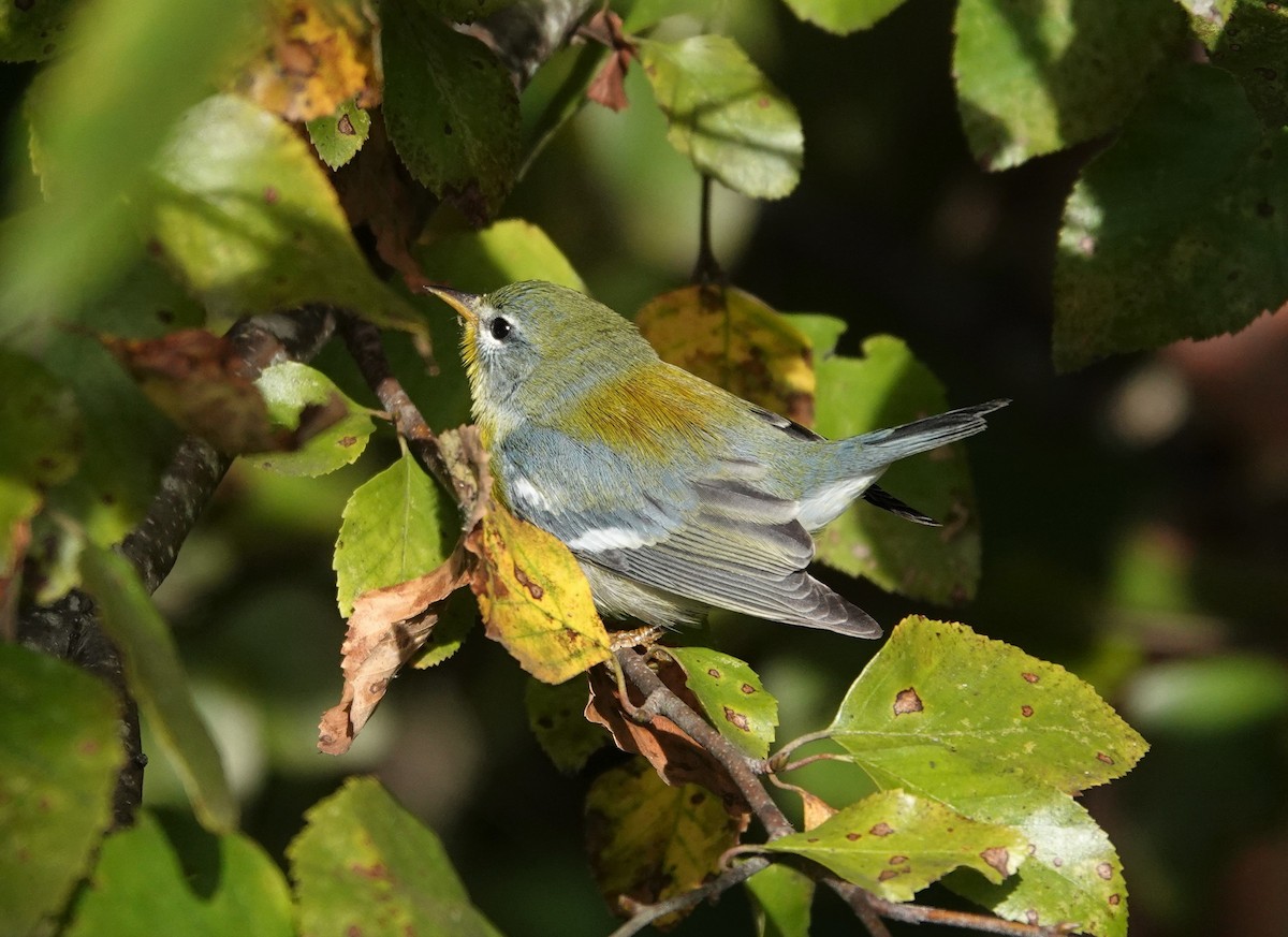 Northern Parula - ML488335321
