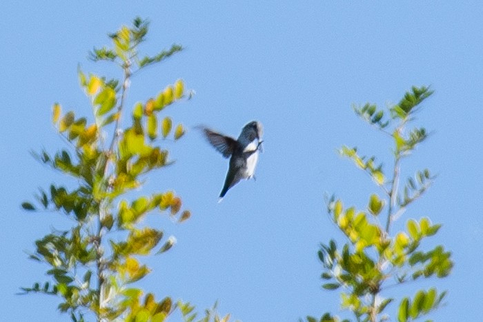 Anna's Hummingbird - ML488335871