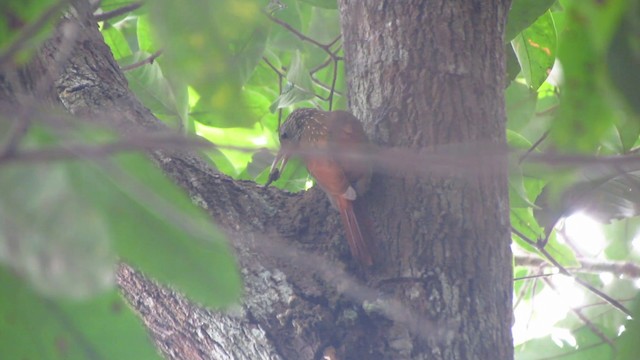 Striped Woodcreeper - ML488336