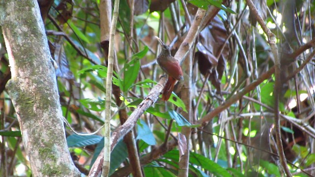 Striped Woodcreeper - ML488337