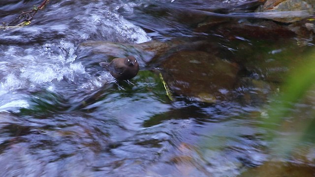 Brown Dipper - ML488337331