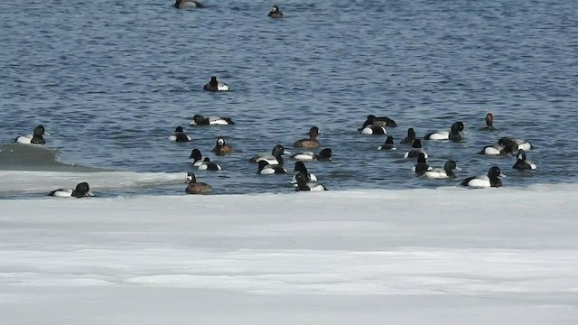 Porrón Bastardo - ML488337491