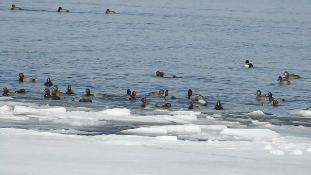 Porrón Americano - ML488337591