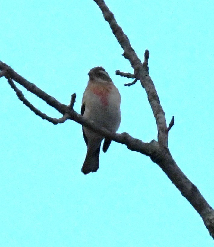 Rose-breasted Grosbeak - ML488337961