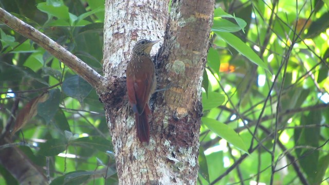 Striped Woodcreeper - ML488338